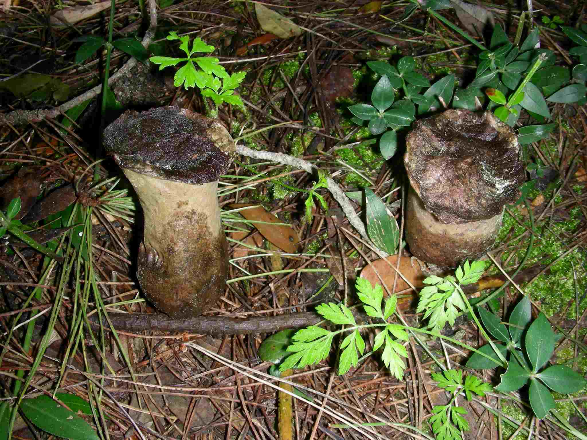 1975 Aprile vecchio ritrovamento